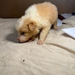 F2 - Gold female Border Collie puppy in Meridian, Mississippi from Border Hollow Border Collies