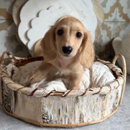 Cream boy - Cream male Dachshund puppy in Bryan, Ohio from Wysteria Hill Doxies