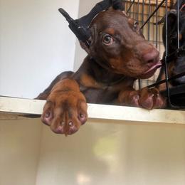 Boy 3 - Red and rust male Doberman Pinscher puppy in Elgin, Texas from New Horizons Kennels