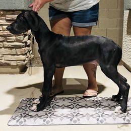 Mackenzie - Black and white male Great Dane puppy in San Tan Valley, Arizona from Dane Dreamin’