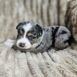 Neytiri - Blue merle female Miniature Australian Shepherd puppy in Orrtanna, Pennsylvania from Mountain Top Shepherd's