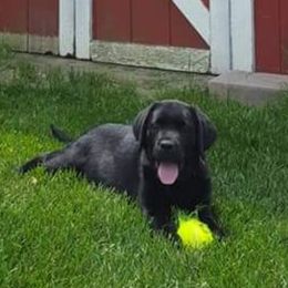 Labrador Retriever Puppies from Shooting Star Labs