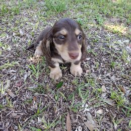 Dachshund Puppies from Katrina's Punk Rock Dachshunds