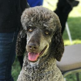 Grayson - Poodle