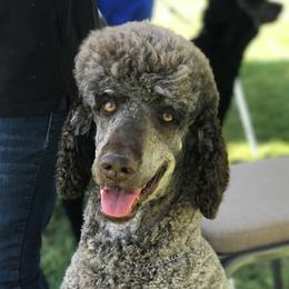 Grayson - Poodle
