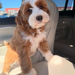 Goldendoodle Puppies from Blissful Doodles