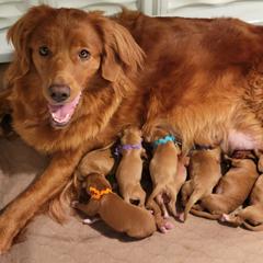 Australian Shepherds and Nova Scotia Duck Tolling Retrievers from Canosia Tollers & Australian Shepherds