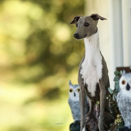 Pinch - Italian Greyhound