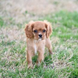 Sterling - Ruby male Cavalier King Charles Spaniel puppy in Lawton, Oklahoma from Lindsey’s Cavies