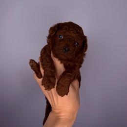 Boy - Red  male Poodle puppy in Marietta, Georgia from Toy Poodles by Iryna