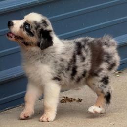 Francesca (BMF1) - Blue merle female Australian Shepherd puppy in Hubbard, Texas from Poston Paddock Aussies LLC