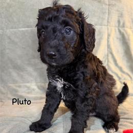 Boy 6 Pluto - Parti male Goldendoodle puppy in Kearneysville, West Virginia from Daydreamer