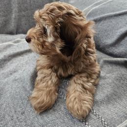 Havapoo Puppies from Derbyville Havapoos