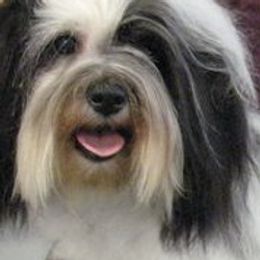 Havanese from Kimbriel