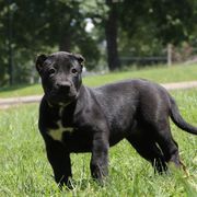 Yellow Collar - Black female Perro de Presa Canario puppy in Pocahontas, Illinois from Cabeza Grande Kennel