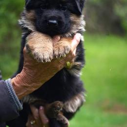Butler - Black and red male German Shepherd puppy in Hagerstown, Pennsylvania from Euro Deja