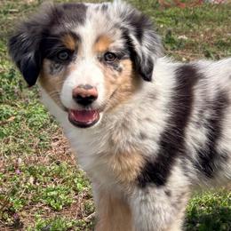 Bow (AKC and ASDR) - Blue merle male Miniature American Shepherd puppy in Stockton, Missouri from Kizmit Farmz