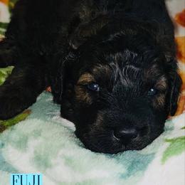 Fuji - Black male Goldendoodle puppy in Beecher, Illinois from Erica’s Doodles