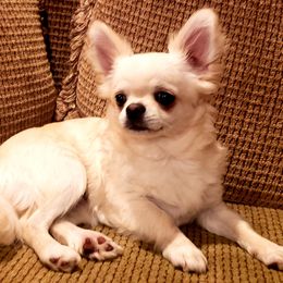 Chihuahua Puppies from Violeta's Royal Chihuahua
