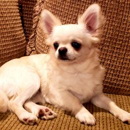 Chihuahua Puppies from Violeta's Royal Chihuahua