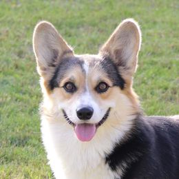 Kenai - Pembroke Welsh Corgi