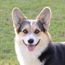 Kenai - Pembroke Welsh Corgi