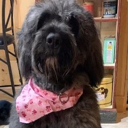 Bouvier des Flandres from Bouvier's of Rockingham