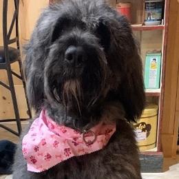 Bouvier des Flandres from Bouvier's of Rockingham