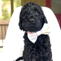 Cricket - Black male Goldendoodle puppy in Mount Pleasant, Tennessee from Doodle My Heart