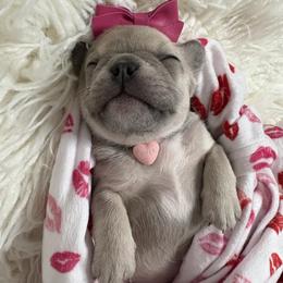 French Bulldog Puppies from Cortney’s Frenchie Farm