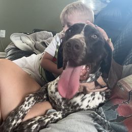 Willow - German Shorthaired Pointer
