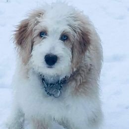Aussiedoodle, Australian Shepherd, and Toy Australian Shepherd Puppies from Tumblin T Aussies and Aussiedoodles