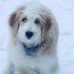 Aussiedoodle, Australian Shepherd, and Toy Australian Shepherd Puppies from Tumblin T Aussies and Aussiedoodles