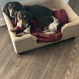 Dachshund Puppies from M&M Pups