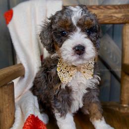 Clara - Merle female Bernedoodle puppy in Bowling Green, Ohio from Windy Creek Doodles