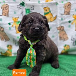 Romeo - Blue merle male Bernedoodle puppy in Summerville, South Carolina from Channys Doodles