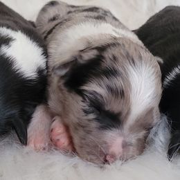 Australian Shepherds from 7P Aussies