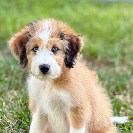 Miss Dior - Red merle female Aussiedoodle puppy in Decatur, Illinois from Signature Doodles