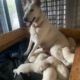 German Shepherd Puppies from CoastalCanine805