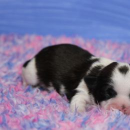 Shihpoo and Shih Tzu Puppies from Fuller Shih Tzus