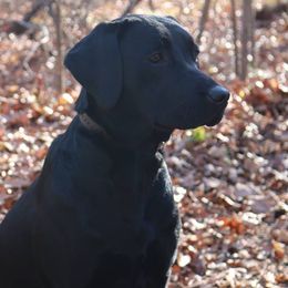 Jewels - Labrador Retriever
