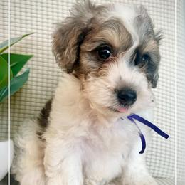 BANJO - Merle male Bernedoodle puppy in Houston, Texas from Pia’s Doodle Poodle Wag