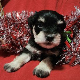 Miniature Schnauzers from AKC Nordwest Schnauzers