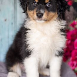 Australian Shepherds from Wildwood Australian Shepherds