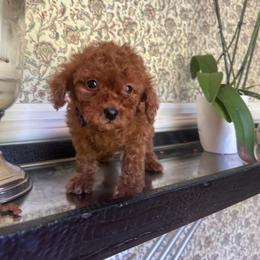 Tim - Red  male Goldendoodle puppy in Mint Hill, North Carolina from DoodleForever