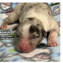 Agnus - Blue merle female Australian Shepherd puppy in Bethany, Connecticut from Wynter Thyme Manor Australian shepherds