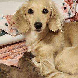 Dachshunds from Longlow Doxies