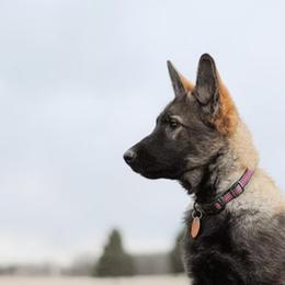 German Shepherds and Golden Retrievers from Sweet Breeze Acres