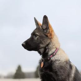 German Shepherds and Golden Retrievers from Sweet Breeze Acres