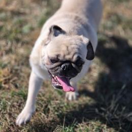 Brooklyn - Pug